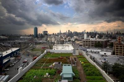 New Yorkban már a tetőn termesztik a növényeket